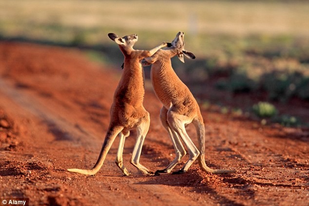 Đảo[-]Chuột[-]Túi[-][-]ở[-]Australia